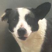 Pippa